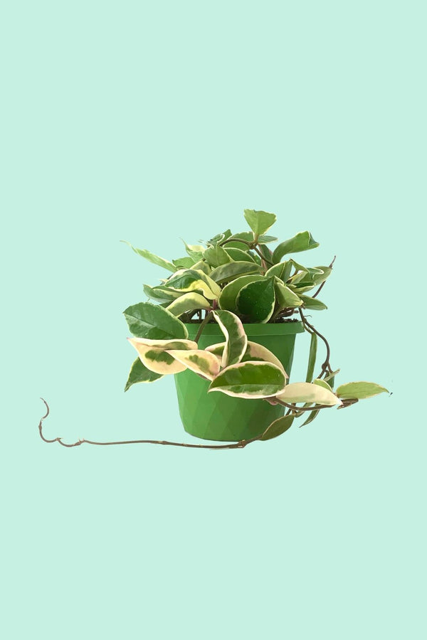 Hoya carnosa ‘Tricolor’