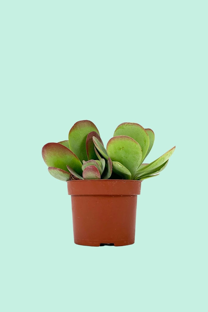 Tipps zur Pflege deiner Pflanze : Kalanchoe thyrsiflora Red lips –  PflanzenFuerAlle