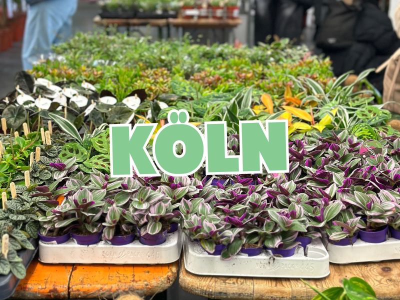 Großer Pflanzenverkauf <br> Köln