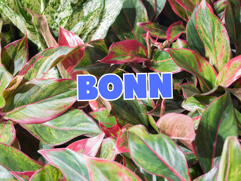 Großer Pflanzenverkauf  <br>Bonn