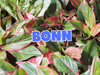 Großer Pflanzenverkauf  <br>Bonn