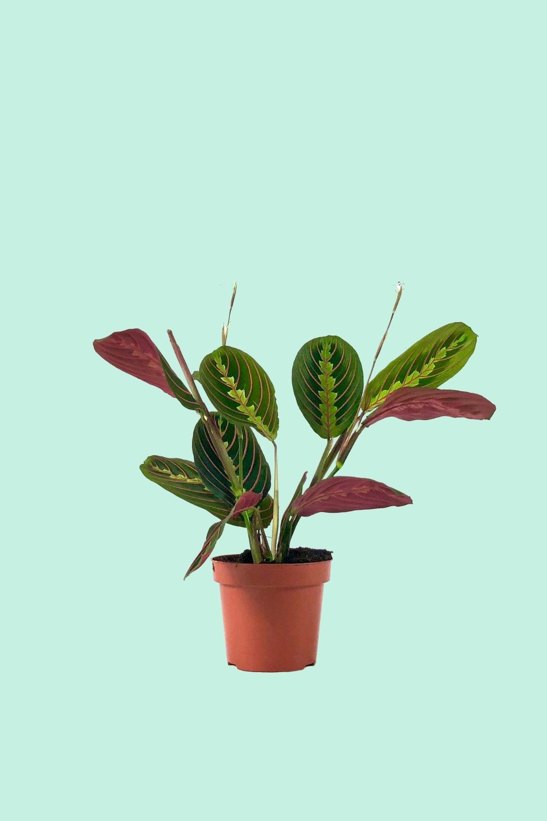 Maranta Leuconeura Pflege