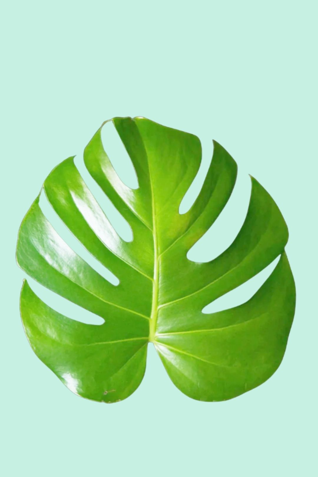 warum tropfen monstera blätter Tipps zur Pflege deiner Pflanze : Monstera deliciosa – PflanzenFuerAlle