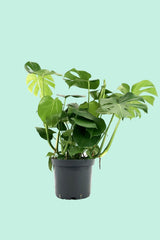 Tipps zur Pflege deiner Pflanze : Monstera deliciosa – PflanzenFuerAlle