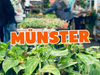 Großer Pflanzenverkauf <br> Münster