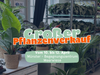 Großer Pflanzenverkauf <br> Münster