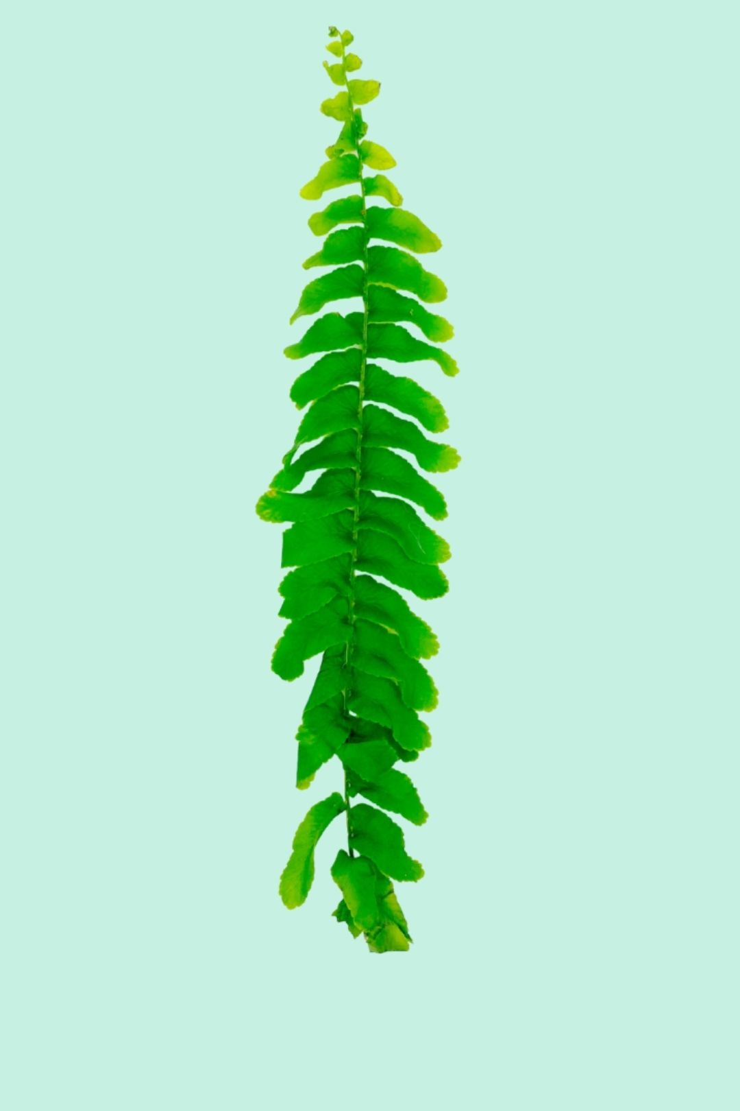 Tipps zur Pflege deiner Pflanze : Nephrolepis Exaltata Bostoniensis –  PflanzenFuerAlle