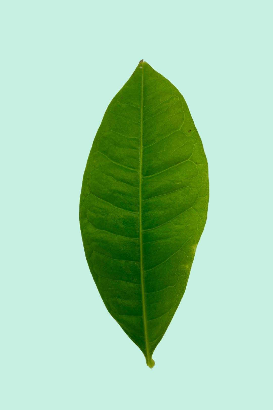 Tipps zur Pflege deiner Pflanze : Pachira Aquatica – PflanzenFuerAlle