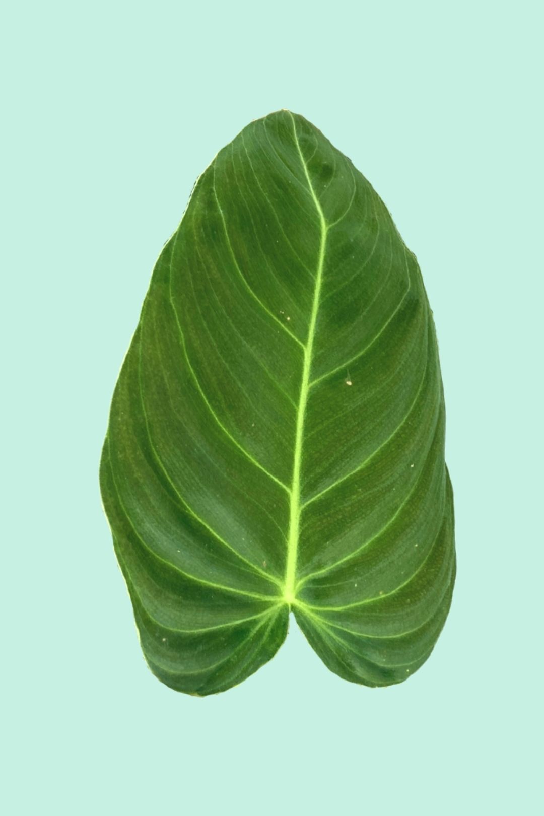 Tipps zur Pflege deiner Pflanze : Philodendron melanochrysum   PflanzenFuerAlle