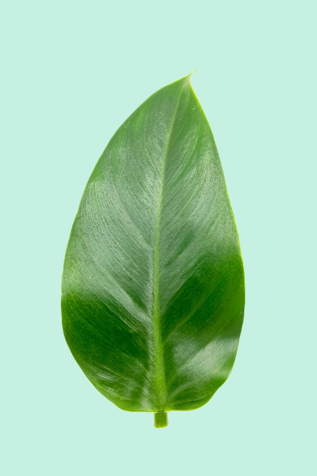 Tipps zur Pflege deiner Pflanze : Philodendron Imperial Green –  PflanzenFuerAlle