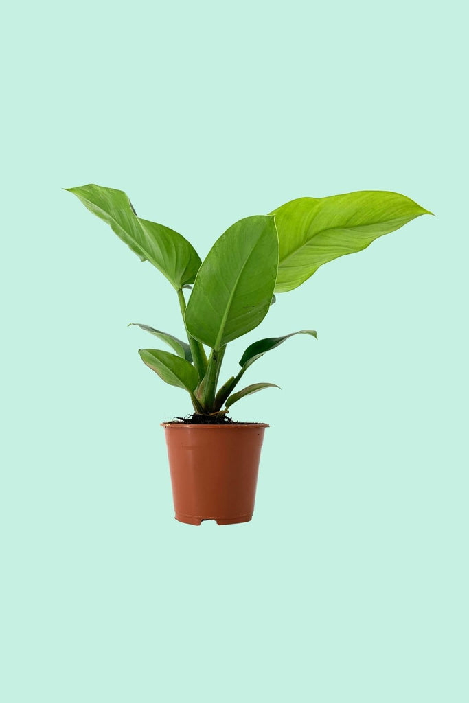 Tipps zur Pflege deiner Pflanze : Philodendron Imperial Green –  PflanzenFuerAlle