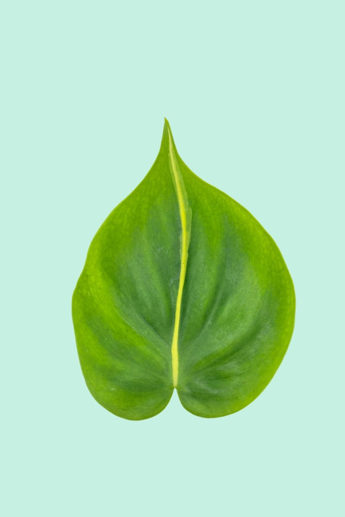 philodendron brasil pflege Tipps zur Pflege deiner Pflanze : Philodendron scandens Brasil – PflanzenFuerAlle