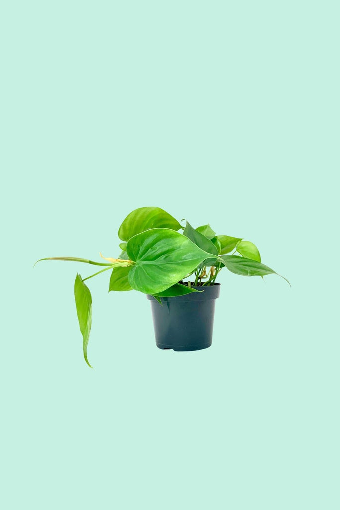 Tipps zur Pflege deiner Pflanze : Philodendron scandens – PflanzenFuerAlle