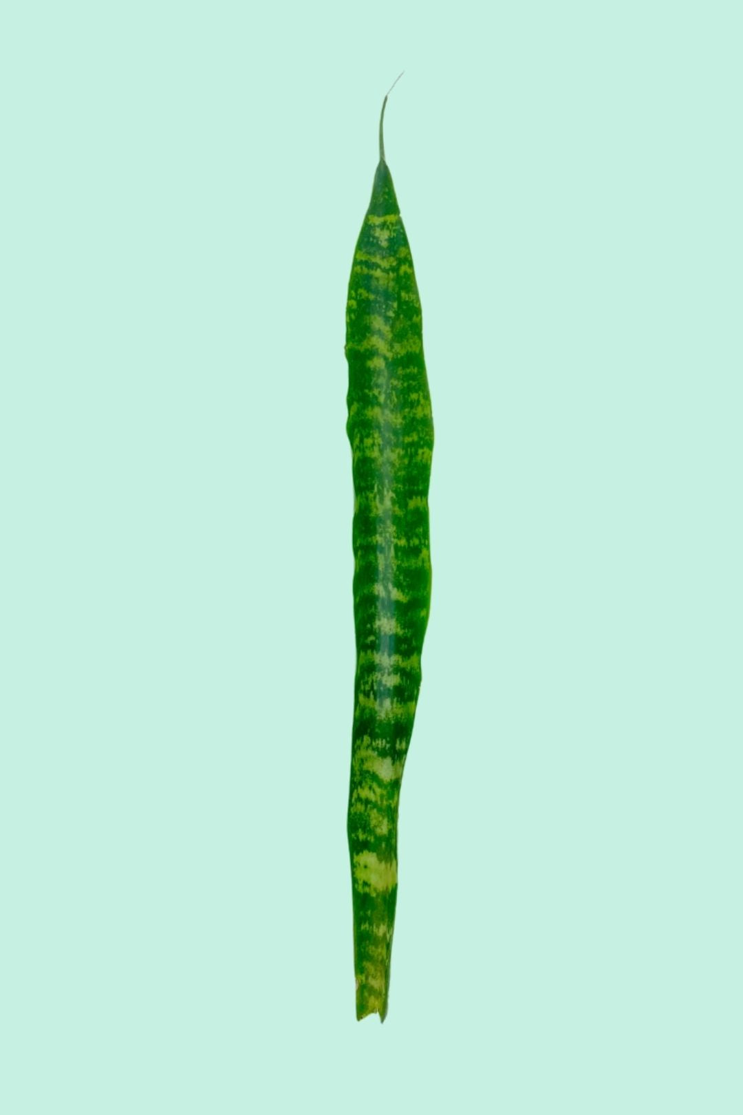 Tipps zur Pflege deiner Pflanze : Sansevieria trifasciata Laurentii –  PflanzenFuerAlle