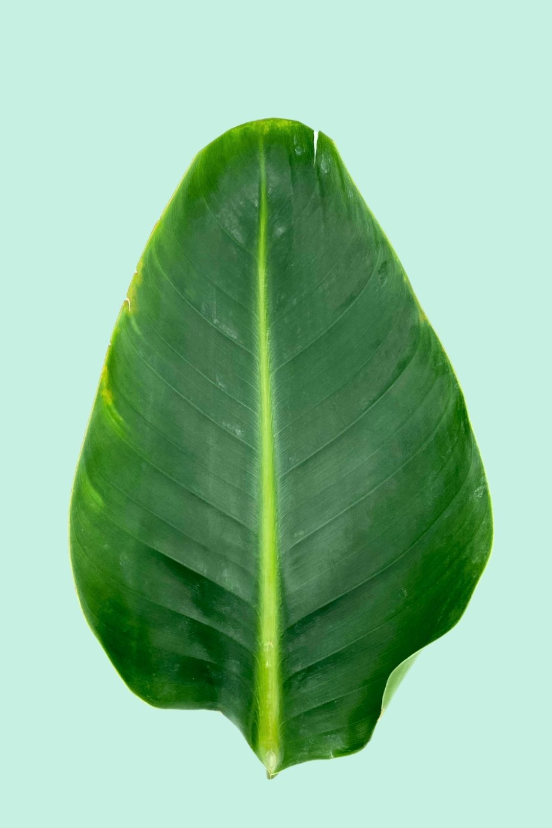 Tipps zur Pflege deiner Pflanze : Strelitzia nicolai – PflanzenFuerAlle