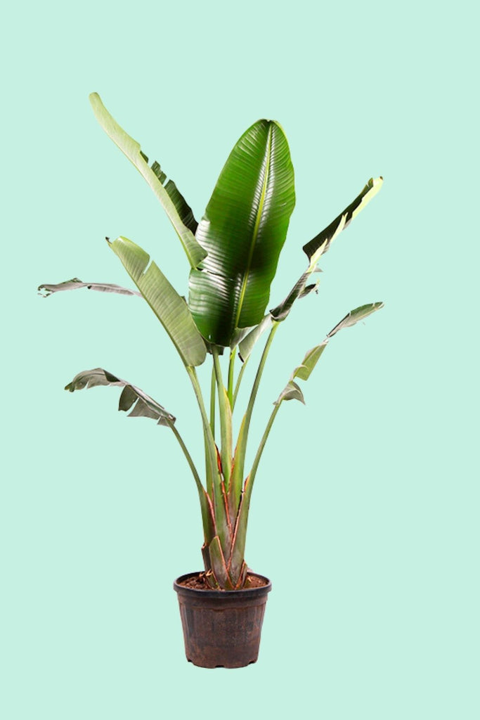 Tipps zur Pflege deiner Pflanze : Strelitzia nicolai – PflanzenFuerAlle