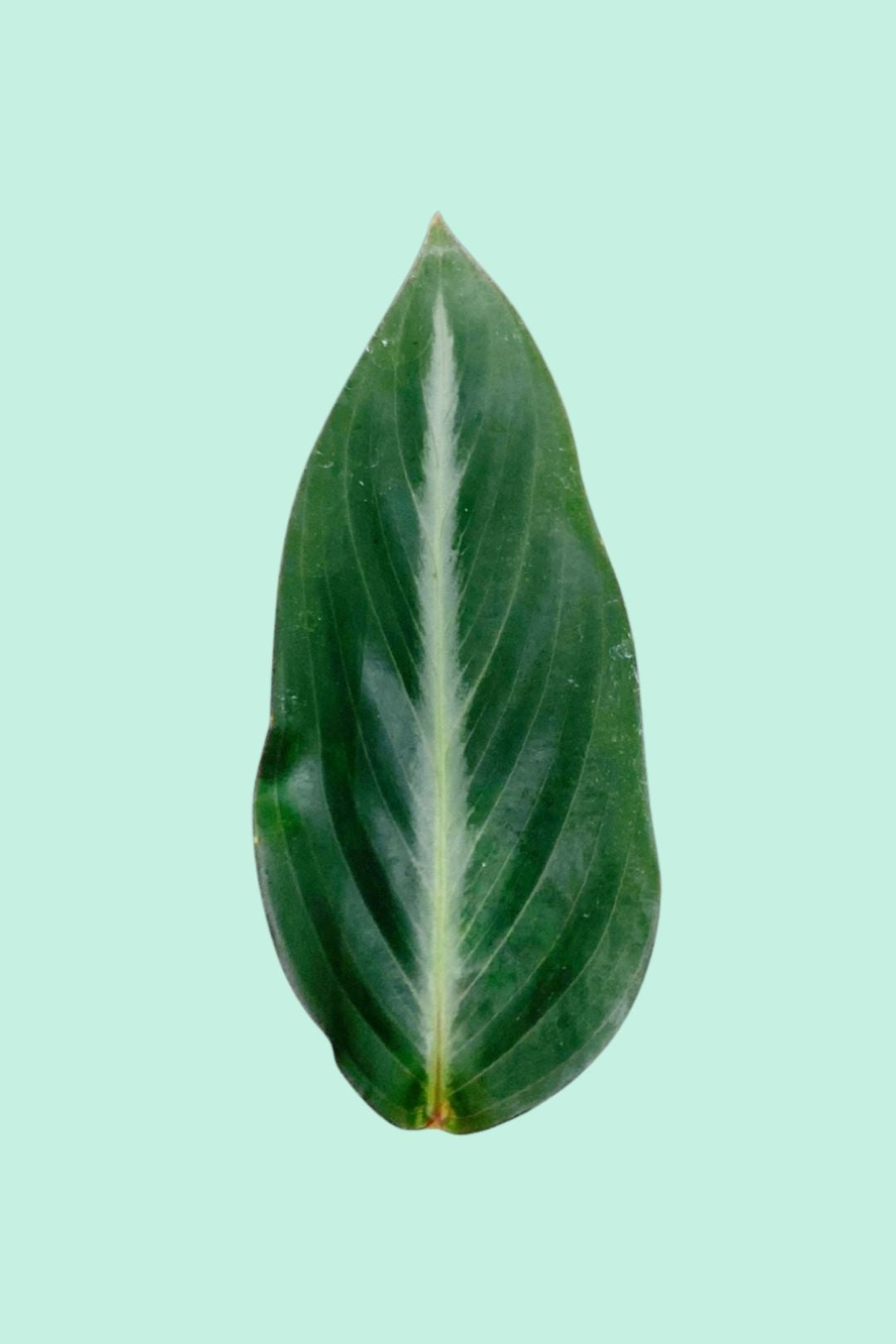 Tipps zur Pflege deiner Pflanze : Calathea orbifolia  PflanzenFuerAlle