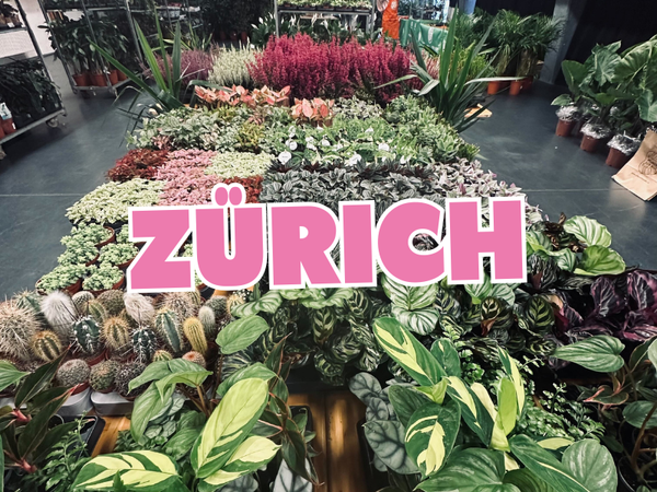 Großer Pflanzenverkauf  <br>Zürich