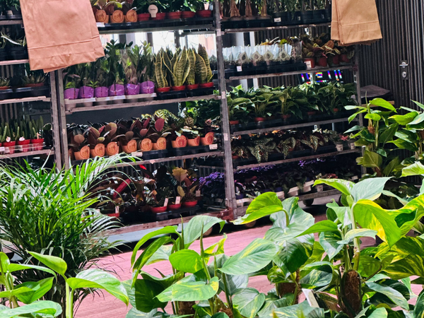 Großer Pflanzenverkauf  <br>Basel