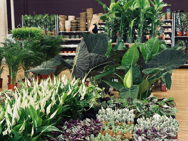 Großer Pflanzenverkauf <br> Bochum