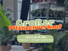 Großer Pflanzenverkauf <br> Frankfurt am Main