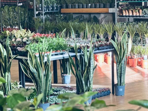 Großer Pflanzenverkauf <br> Köln