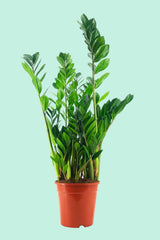 Tipps zur Pflege deiner Pflanze : Zamioculcas zamiifolia – PflanzenFuerAlle